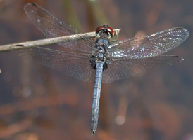 Double-ringed Pennant
